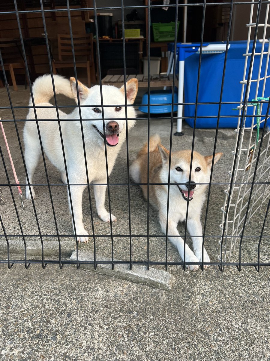 柴犬みかんQちゃん父ちゃん tweet media