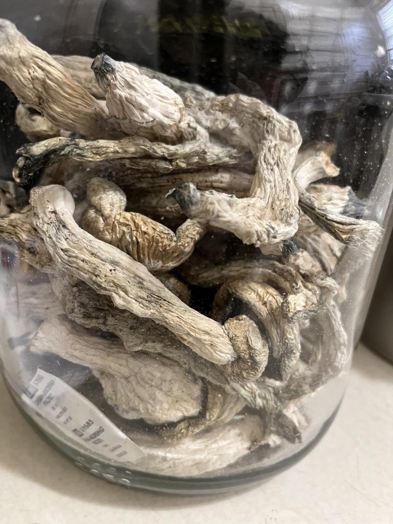 Golden teacher shroom#mushroom #loveshroom #trippy #shrooms
