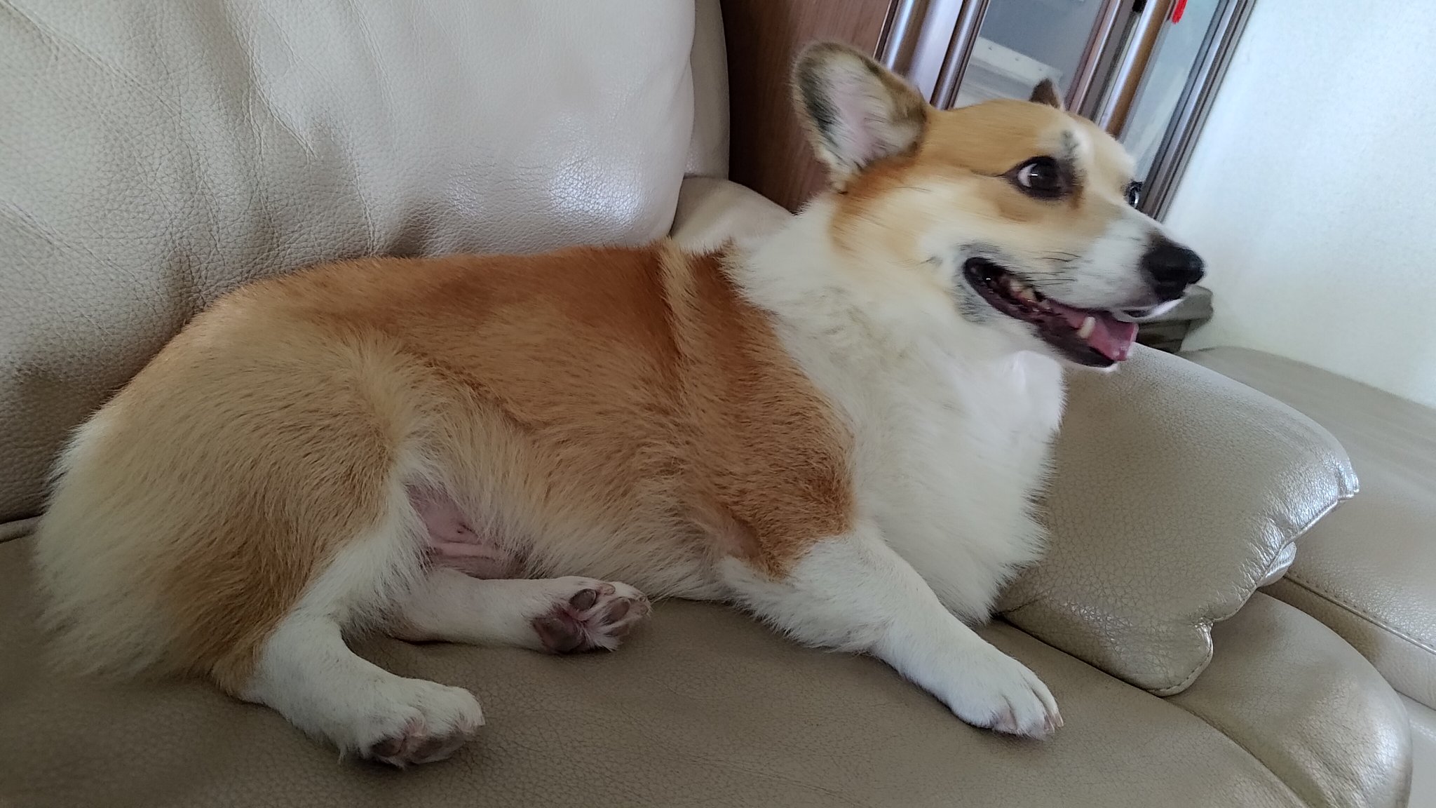 RIC THE CORGI（リック ザ コーギー）二代目 on X: 