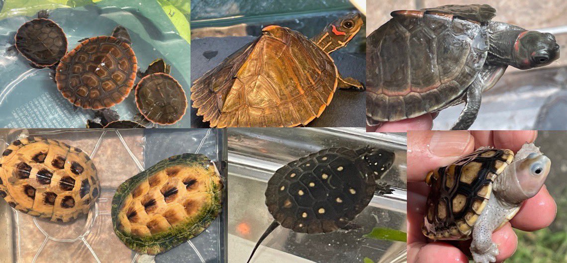 8月30日、31日ブラックアウトさいたま
販売生体　ミズガメ、リクガメ
・T -アルビノクサガメ
・ジャノメイシガメ
・ヨツメイシガメ
・ミナミイシガメパイド1ペア
・ベニマワリセタカガメ1ペア
・アッサムセタカガメ　メス
・カッショクセタカガメ　オス
・キボシイシガメ2025年CB