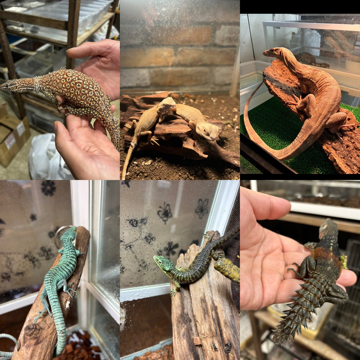 月30日、31日ブラックアウトさいたま
販売生体　トカゲ
・アブロニアグラミネア
・アブロニアキャリコ
・キタアオジタトカゲベビー
・カンペチェトゲオイグアナペア
・ユカタントゲオイグアナオス
・ラッカムコブトカゲ
・フトアゴヒゲトカゲハイポゼロ
・グリーンイグアナHETアルビノ