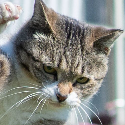 この家の娘にかわいがってもらっててな

悪いが手出しはさせねぇぜ