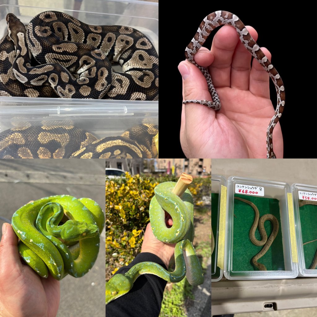 8月30日、31日ブラックアウトさいたま
販売生体 ヘビ
・ユンナンシュウダ国内CBベビー
・コンビアレインボーボアHETリューシ
・ボールパイソン国内CBベビー各種
・ボールパイソン国内CBアダルト各種
・コーンスネーク国内CBベビー
・グリーンパイソン各種
#Foster
#ブラックアウト埼玉