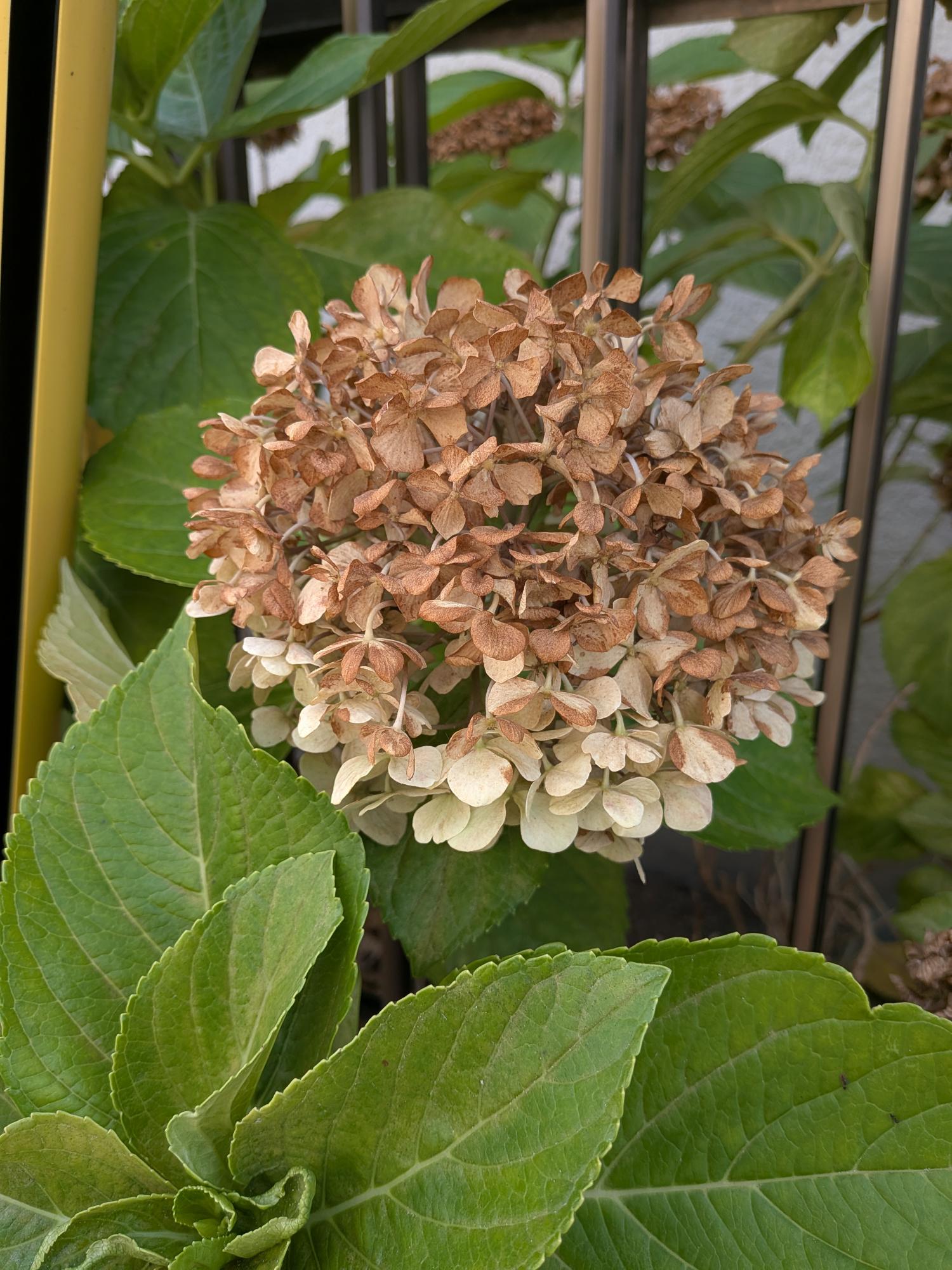 『弾む紫陽花』 楽天市場】【花無し】アジサイ（紫陽花・あじさい）サクソン