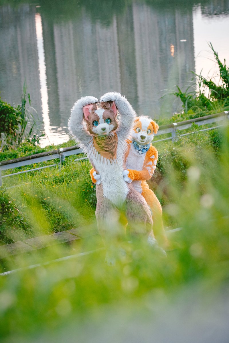 今天是七夕！！
也愛你們喲！

🐶 <a href="/crosswhitekiba/">橘醬 Orange Jam キツジャム</a>  &lt;3
Many thanks to 📸 <a href="/DD_Woof/">🐾ㄉㄉ🔜 KC☕️ Infurnity2025</a> !

#七夕情人節