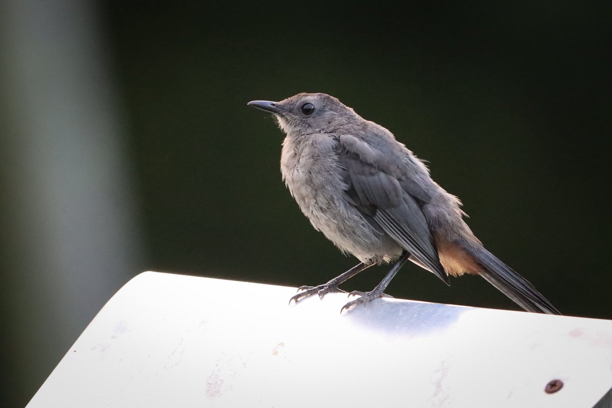 Catbird having a pause.  Have a good Friday everyone. #birds #birding #birdphotography #birdsoftwitter