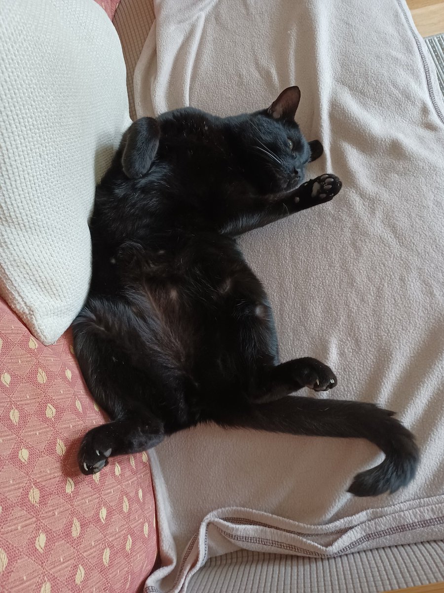 Well, I'm airing my tum in defiance today, cos I heard one of the staff mutter something about it being too big. What a cheek! I'm a fine figure of a cat! 😾#jellybellyfriday #CatsOfTwitter