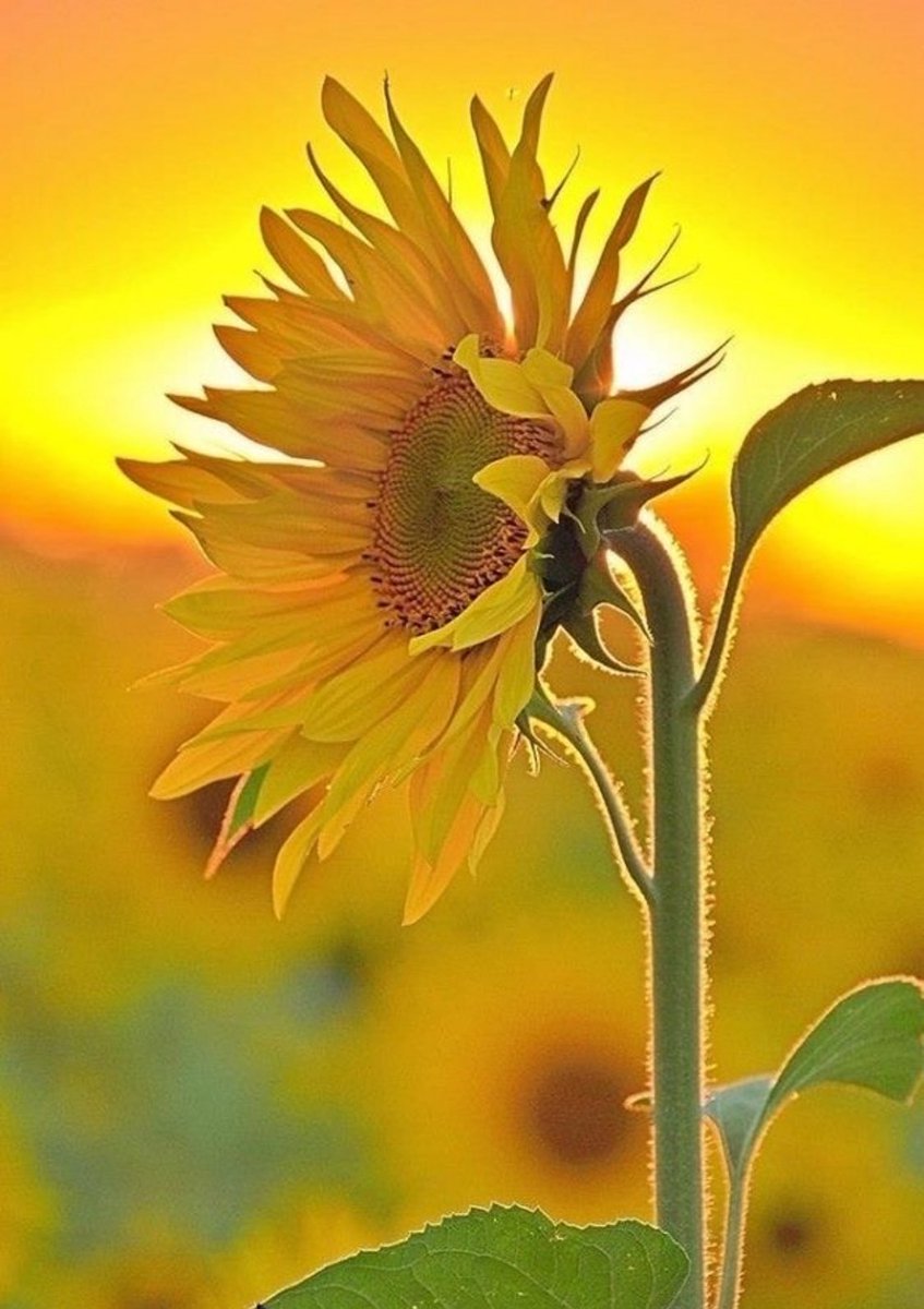 「俺の価値は、俺が一番知っている」
こう思えたらなんて幸せなんだろう
自分の価値は何かを成し遂げ
与えられるのではない
他人が決めることでもない
前向きな行動
温かな触れ合いの積み重ねで生まれる
小さな幸せが大きな幸せの塊となり
本当の価値となる
自分の価値を知るとは
何が幸せかを知ること