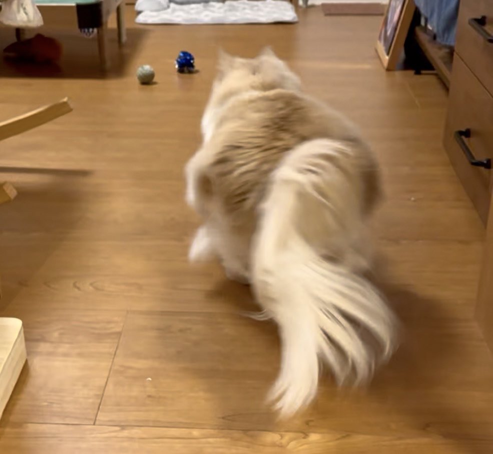 これはロカくんの走る💨後ろ姿。

まん丸で可愛いすぎるし、尻尾の躍動感MAXでとても気に入ってる( ＾∀＾)ﾆｺﾆｺ

#サイベリアン
#猫のいる暮らし
#ねこ好きさんと繋がりたい