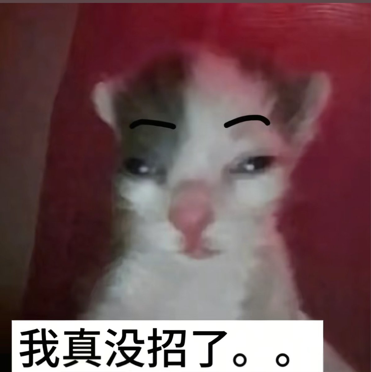 飞飞飞飞 tweet media