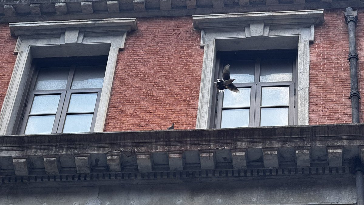 lelouch0120's tweet photo. Between old walls and new skies, freedom takes flight. 🕊️

#CityVibes #StreetPhotography #FlyingBird
#Architecture #UrbanMood #FollowForFollow #F4F https://t.co/s4wSX2clKp