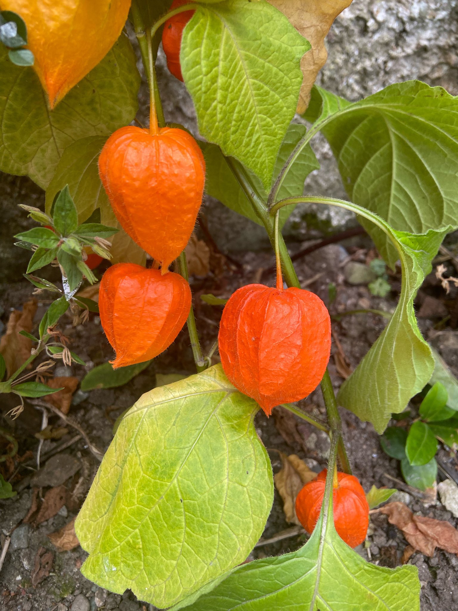ChineseLanternPlant - Search / X