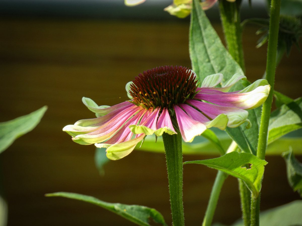 #flowersonfriday #flowers #flowerphotography