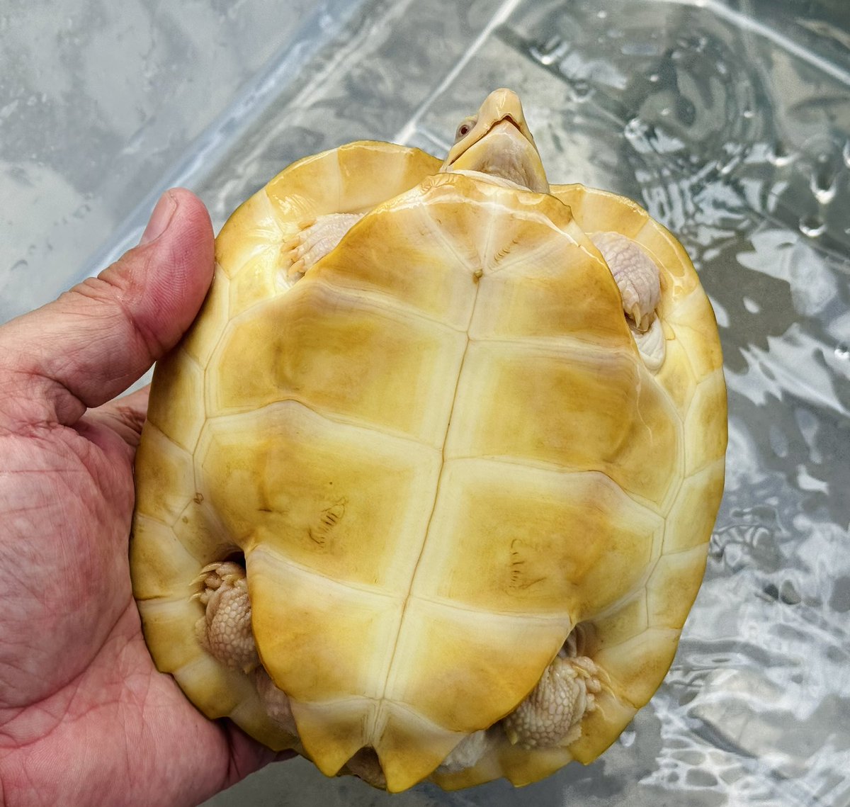 亀です 美ら亀 - Search / X