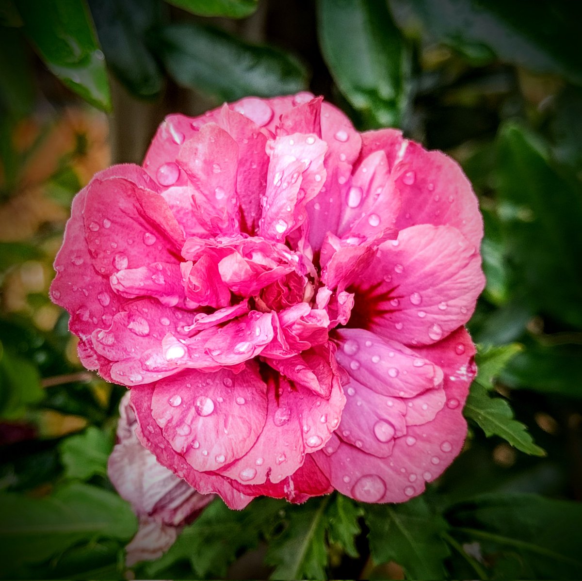 #FlowersOnFriday #FlowerFriday
It is a wet Friday here in the South East of England, so here are some flowers with raindrops to brighten your day.