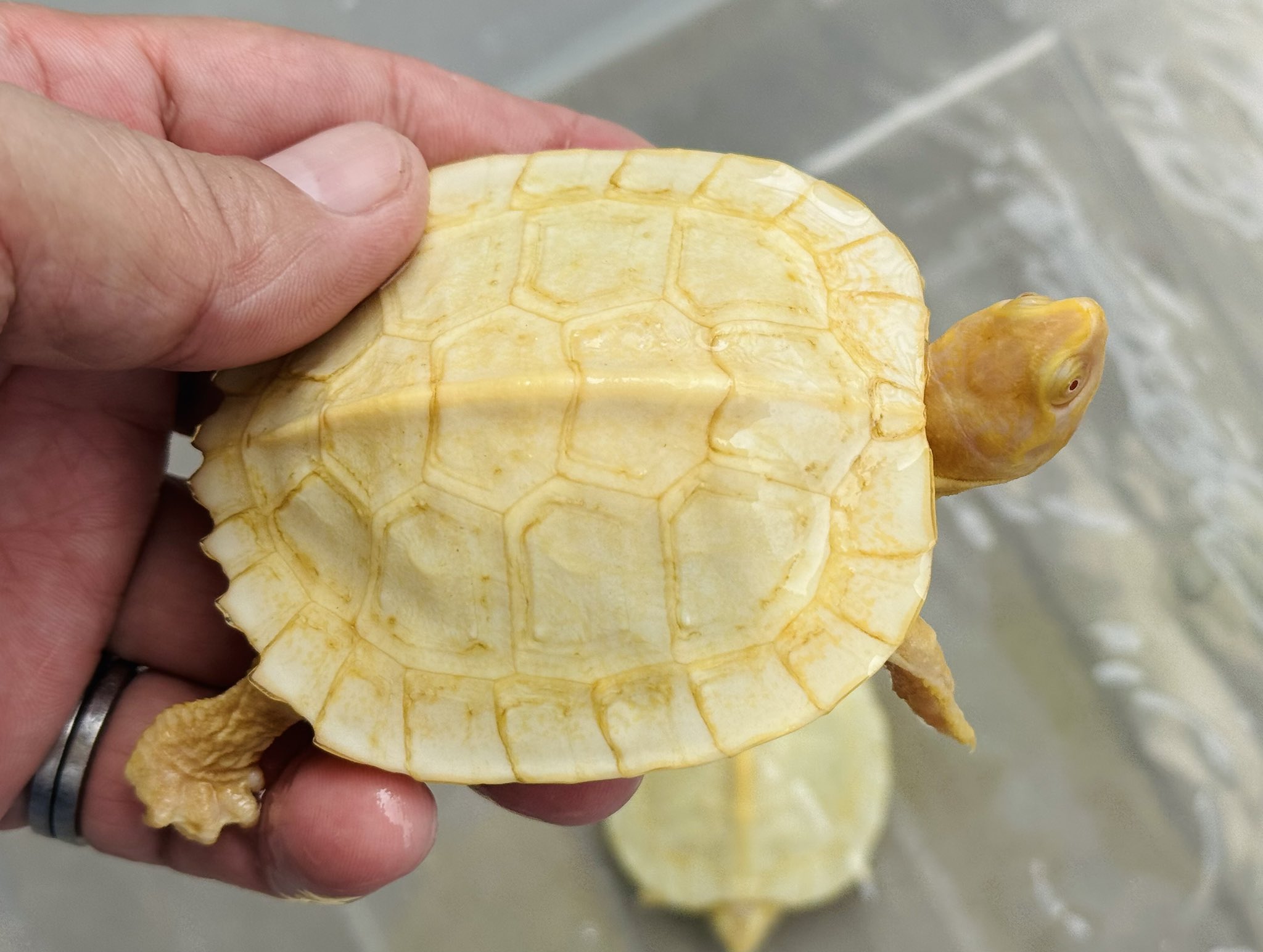 美ら亀 - Search / X