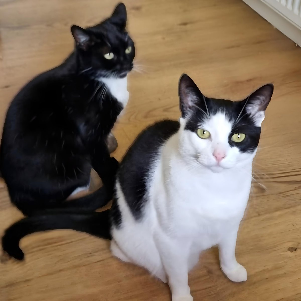 CatsProtection's tweet image. Meet Tarka &amp;amp; Mitsy, two siblings with an unbreakable bond.

After losing their home, Tarka was anxious but Mitsy helped him shine. Now they’re cuddly, gentle and in need of a home after 160 days in care.

Could you give this easy-going duo a fresh start? spr.ly/6012fNbFY