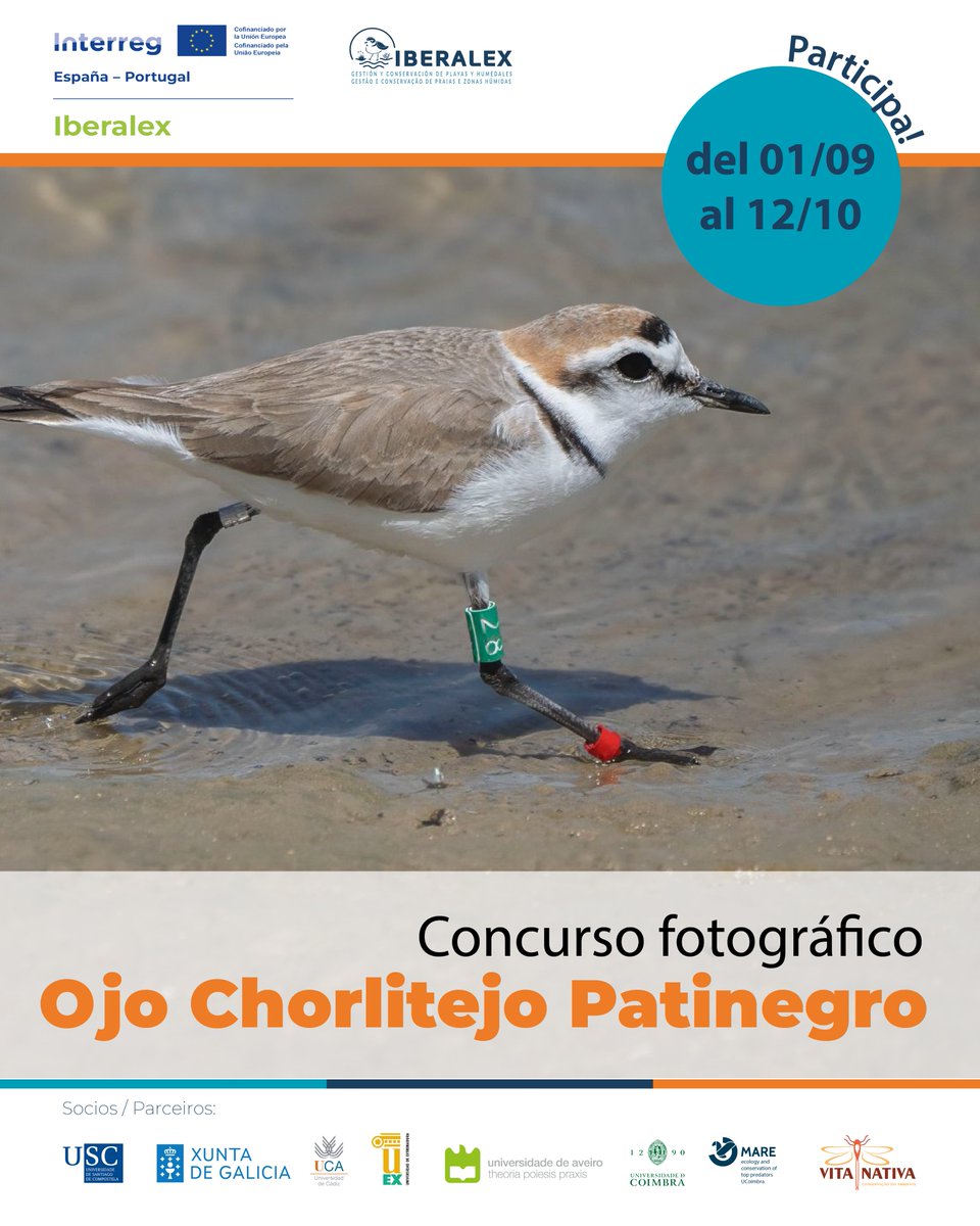📸✨ vos presentamos o Concurso Fotográfico do Borrelho-de-coleira-interrompida!
Participa publicando a tua foto com a hashtag #OjoChorlitejoPatinegro e identificando o nosso perfil.
📅 Tens até 12 de outubro.
 👉 Consulta no nosso Instagram ou web.
iberalex.eu/pt/regulamento…