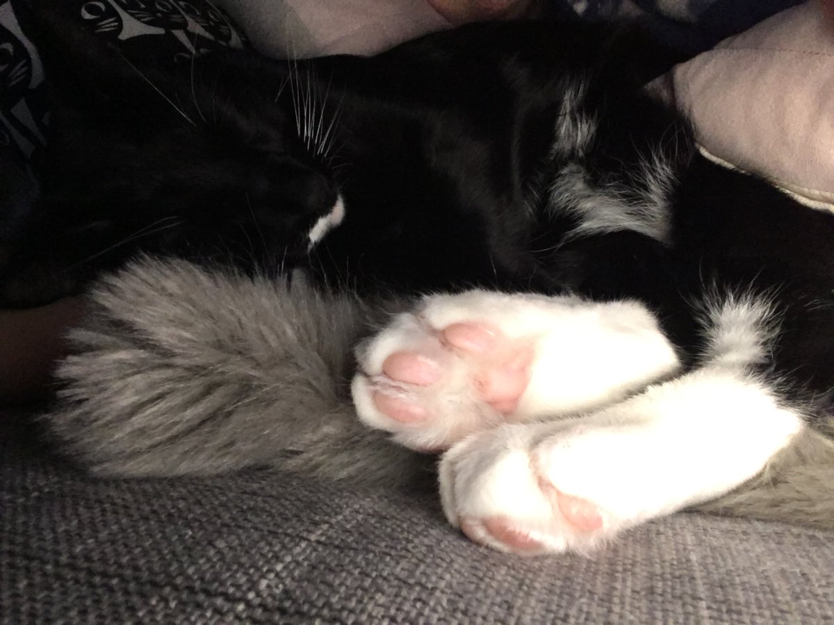 Basil and Monty and Teddy oh my! tweet media