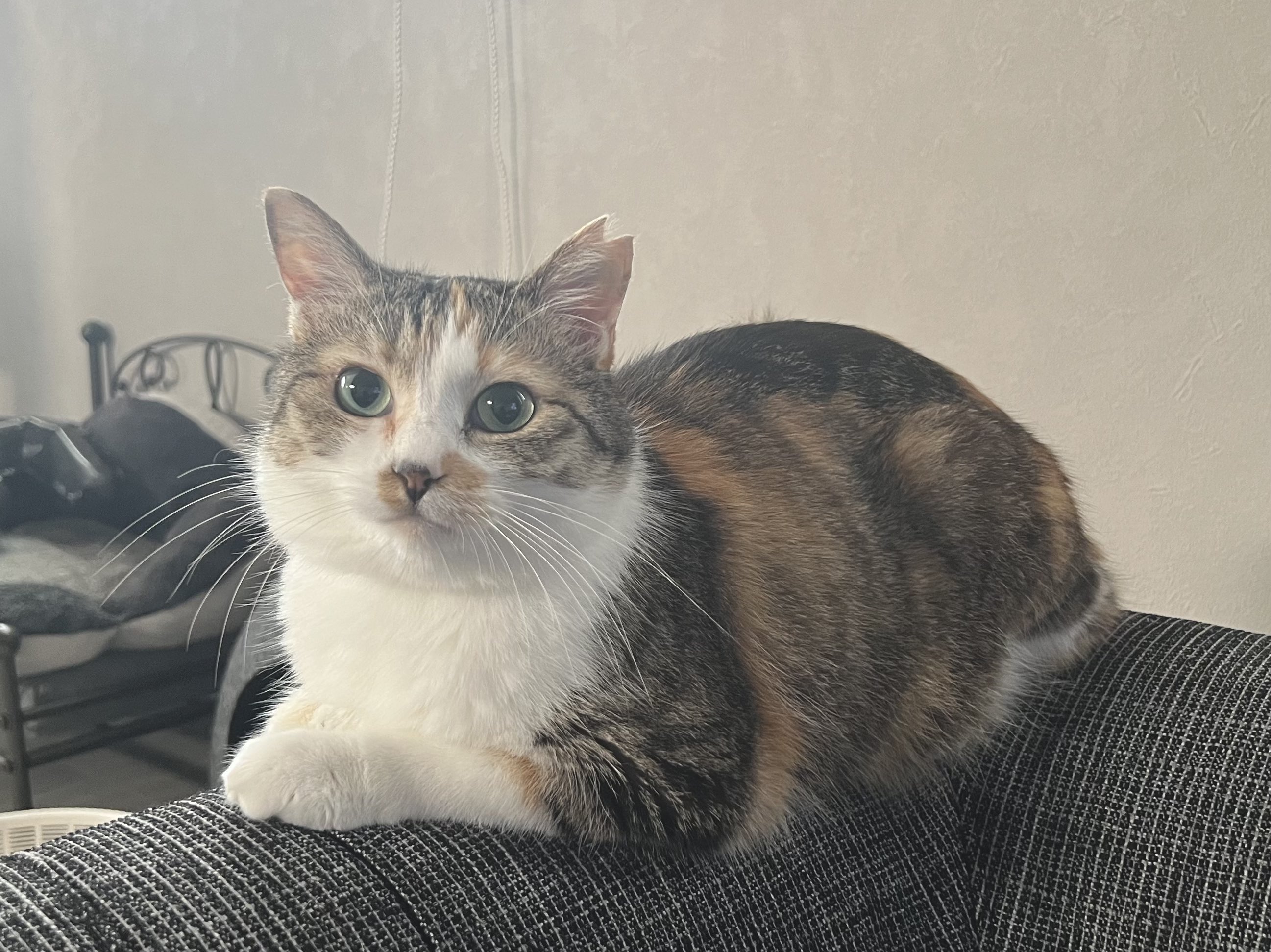 三毛猫♡ お座り三毛猫｜WooBia公式オンラインショップ – WooBia