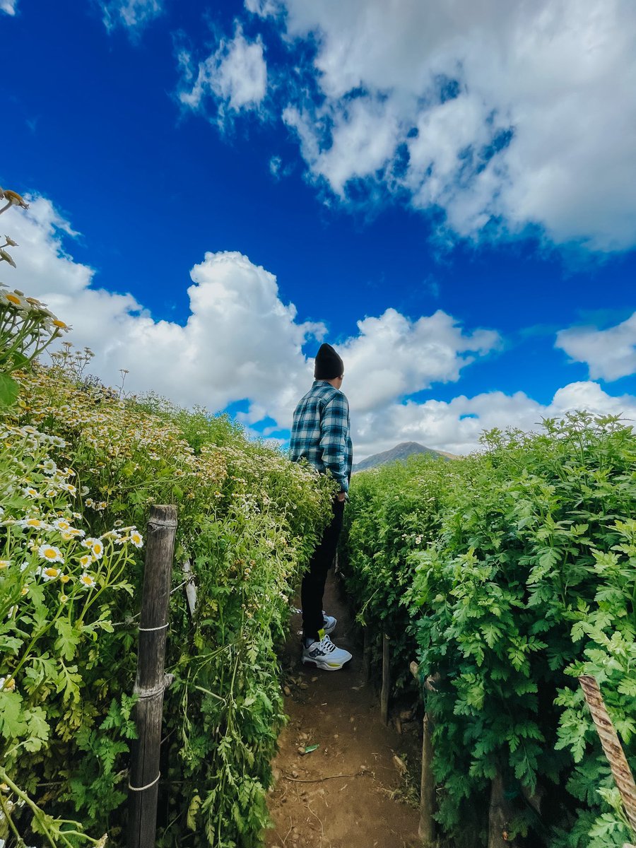 darylblake09's tweet image. Daisies 🌼

#vsco #vscocam #vscoph