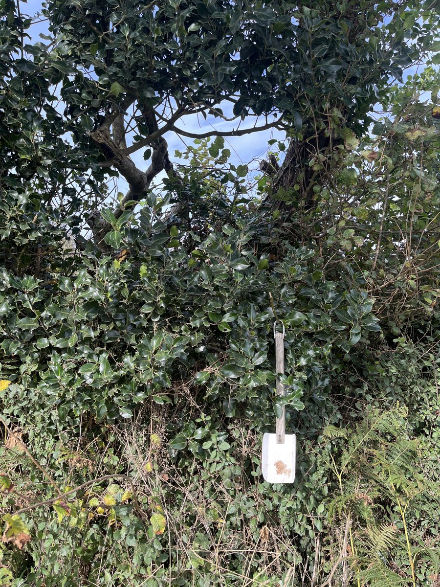 swashcaps (@swashcaps) on Twitter photo Anyone know why this hedgerow just below Ludgvan features a series of small metal spades hung up at regular intervals? <a href="/gnome_alice/">Gnome Alice of the 5th Nation</a> Anyone know why this hedgerow just below Ludgvan features a series of small metal spades hung up at regular intervals? <a href="/gnome_alice/">Gnome Alice of the 5th Nation</a>