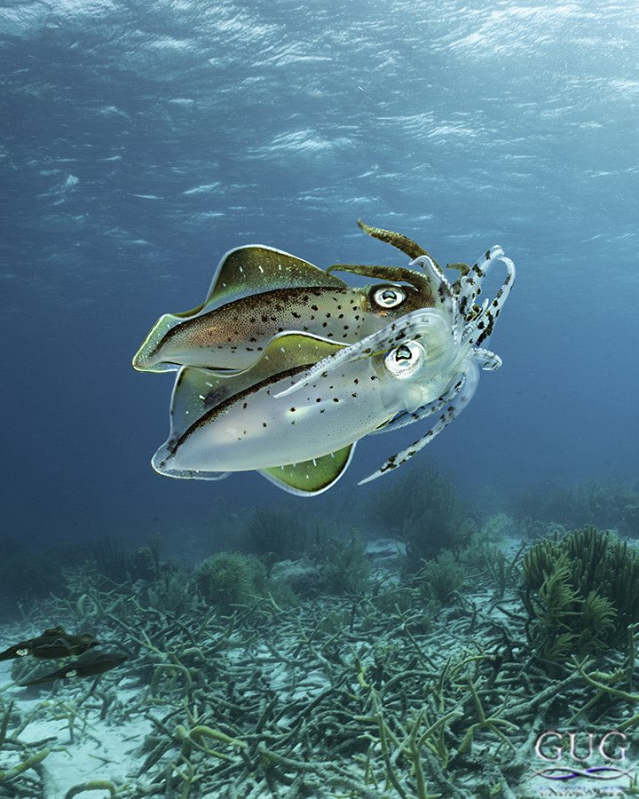 GugUnderwater's tweet image. The complex mating rituals of #squid.  Pale blue by day, the females turned dark red, while others put on their zebra-stripes and flashed bold colors with the distinct peacocking of a male showing off.

#cephalpopd #🦑 #matingsquid #gug #chrisgug #gugunderwater