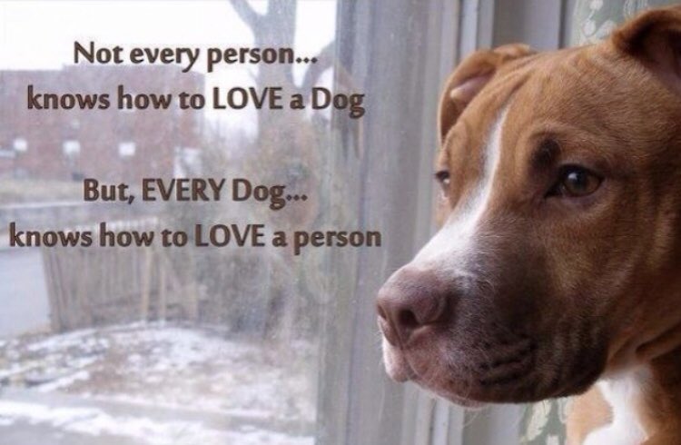 #HappyFriday TO ALL WHO LOVE, DEFEND, RESPECT, ADOPT AND HELP ANIMALS!!🙏🙏🐾🐾🐁🦨🦢🦃🐕‍🦺🐐🦤🐈🦌🐏🐃🐪🦣🐅🐳🐢🐙🐡🕊🦫❤️❤️❤️🌹🌹🌹🌹🇧🇷🇮🇱🇺🇦