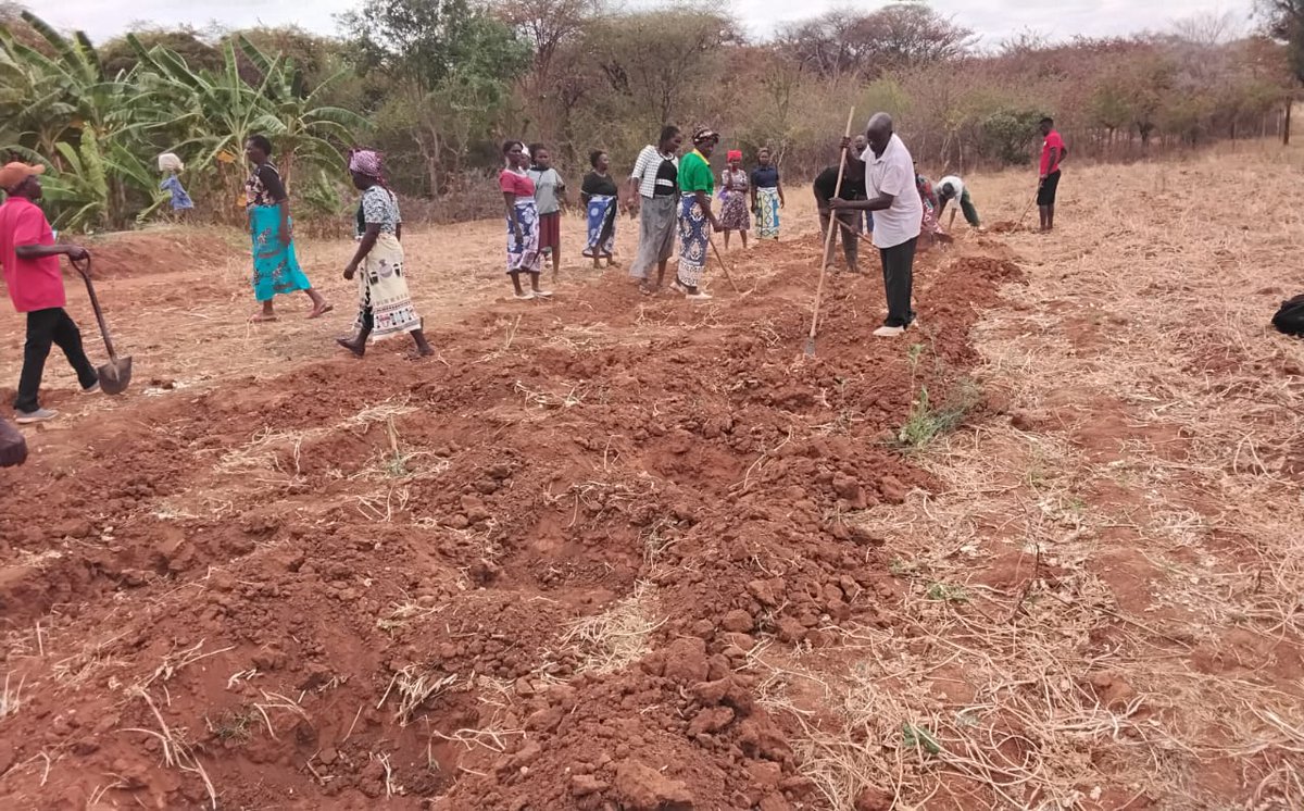 Through demos &amp; peer learning, Conservation Agriculture Lead Farmers gained skills to boost early prep, mobilize communities &amp; drive sustainable, climate-smart farming this Oct–Dec rains. 🌾#Chelsea <a href="/Foodgrains/">Canadian Foodgrains Bank</a> <a href="/UnitedChurchCda/">United Church Canada</a> #MourinhoOut