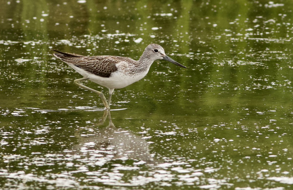 Mark Robanson tweet media