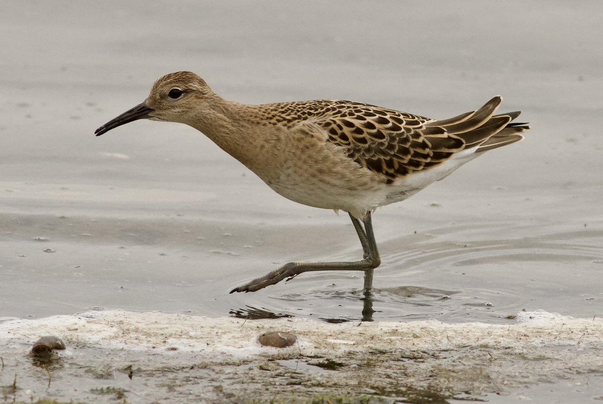 Mark Robanson tweet media