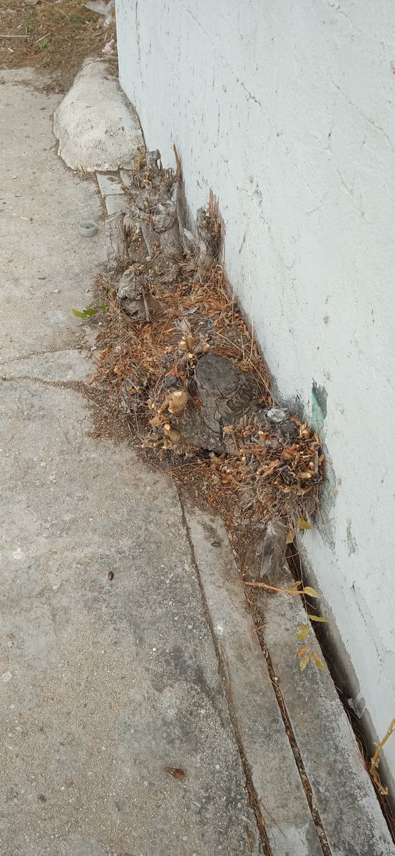 reclamalavapies's tweet photo. #Pradolongo abandonado. Hace cuánto tiempo no se ha limpiado, @jmd_usera? https://t.co/UqTQH61VEF
