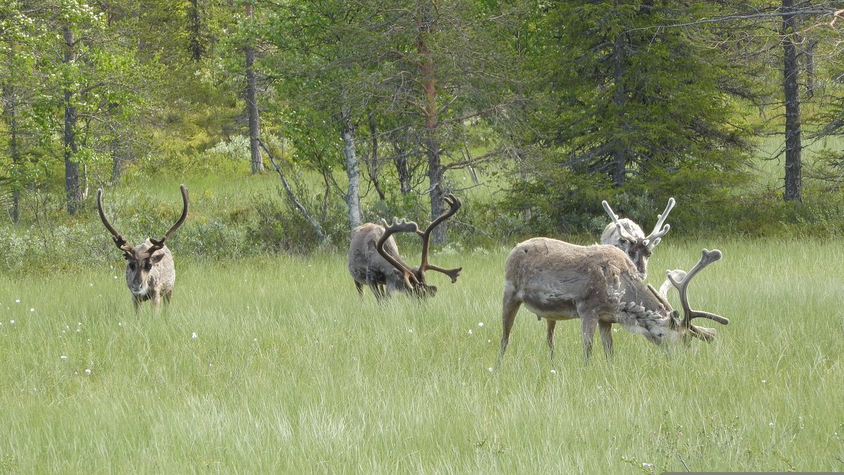 Ontario’s Woodland Caribou (Rangifer tarandus) are listed as a threatened species. Their survival depends on boreal forests, habitats increasingly pressured by development. This is why (EAs) matter. Become a member of OAIA and strengthen the EA community: oaia.on.ca