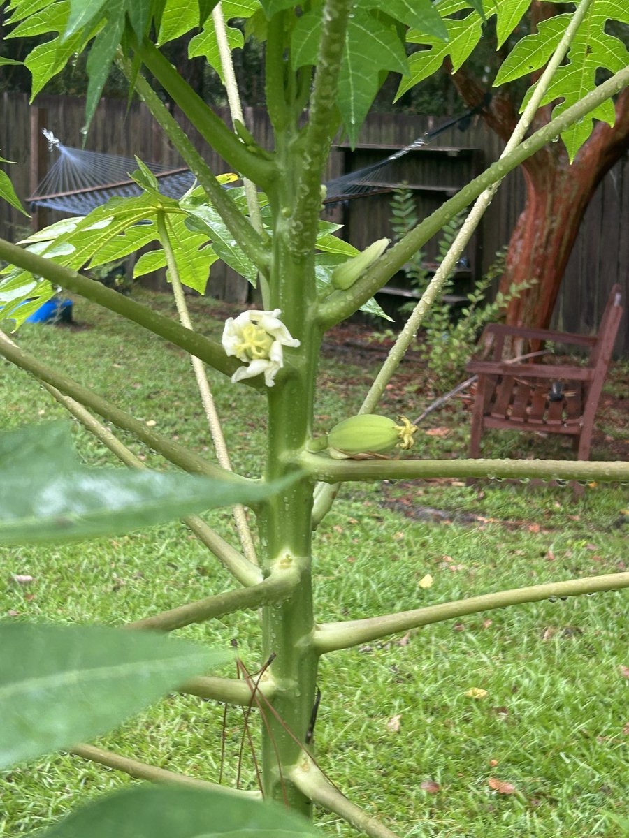 Papaya in bloom😊