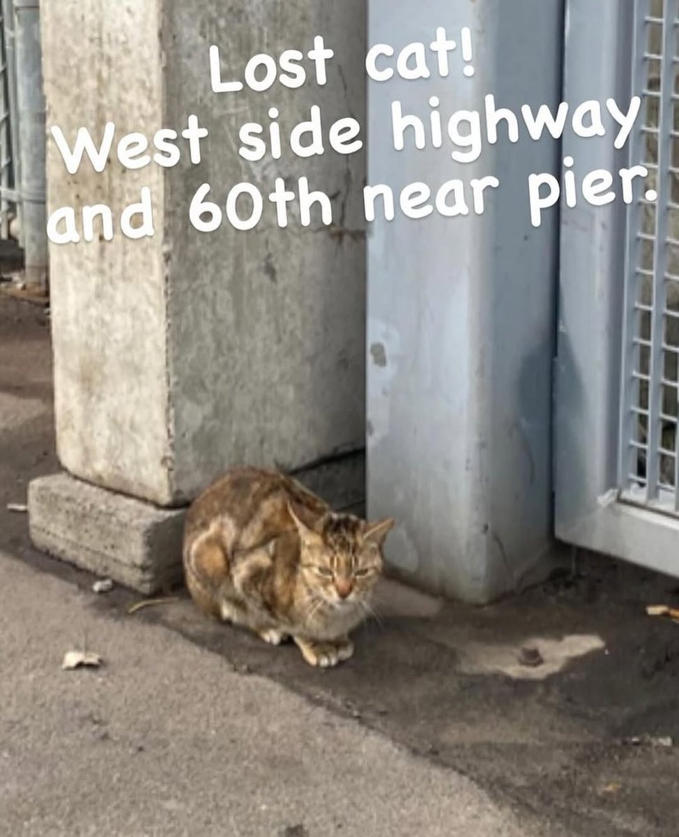 nbhzah14_hp29's tweet image. 🚨URGENT DONATIONS NEEDED FOR THIS LITTLE BABY 💔😭🆘🙏
Yes, we are are based in Brooklyn but one of our founding members is in midtown west sooooo… we’re headed out to look for this cat! 🥺

#rescue #lostcat #straycat #donate #poorbaby #spreadthelove #upperwestside #nyc