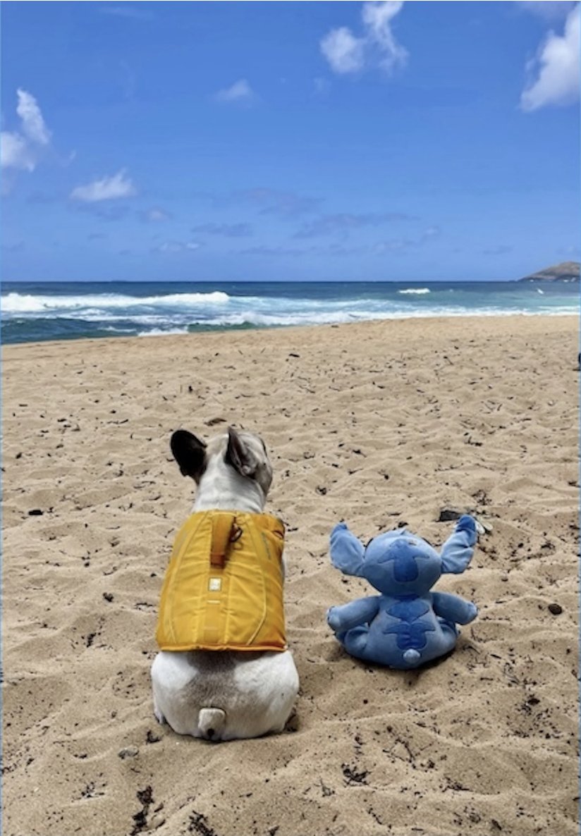 One of the cool things about $Dale is that <a href="/dutcher_greg/">Dutch</a> let us become part of Dale's story.

I love that Dale ended up being in Lilo &amp; Stitch because they saw a random Instagram ad for a "French Bulldog comfortable in the water."

They had no idea it was Disney, and $Dale