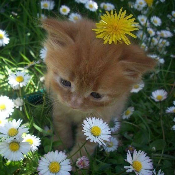 Posts Of Kittens🐾 tweet media