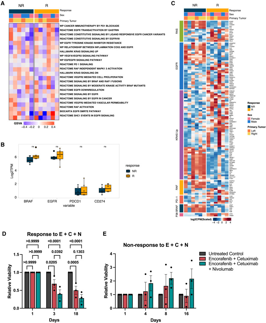 Scott Kopetz (@skopetz) on Twitter photo Exciting science and clinical efficacy in this <a href="/MDAndersonNews/">MD Anderson Cancer Center</a> team science study led by <a href="/VanMorrisMD/">Van Morris, MD</a> In Cancer Cell.
Triple therapy with IO led to durable responses in BRAF V600E MSS colorectal cancer, showing promise. Randomized study ongoing. #crcsm
cell.com/cancer-cell/fu… Exciting science and clinical efficacy in this <a href="/MDAndersonNews/">MD Anderson Cancer Center</a> team science study led by <a href="/VanMorrisMD/">Van Morris, MD</a> In Cancer Cell.
Triple therapy with IO led to durable responses in BRAF V600E MSS colorectal cancer, showing promise. Randomized study ongoing. #crcsm
cell.com/cancer-cell/fu…