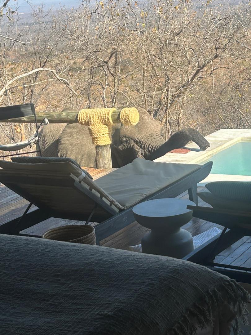Oh sorry, was this your room? 😄 🐘 

Moments to remember are around every corner Ikuka!

📸 Photos courtesy Ilona Menger

#Travel #safari #luxury #safari #travelinspiration #tanzania