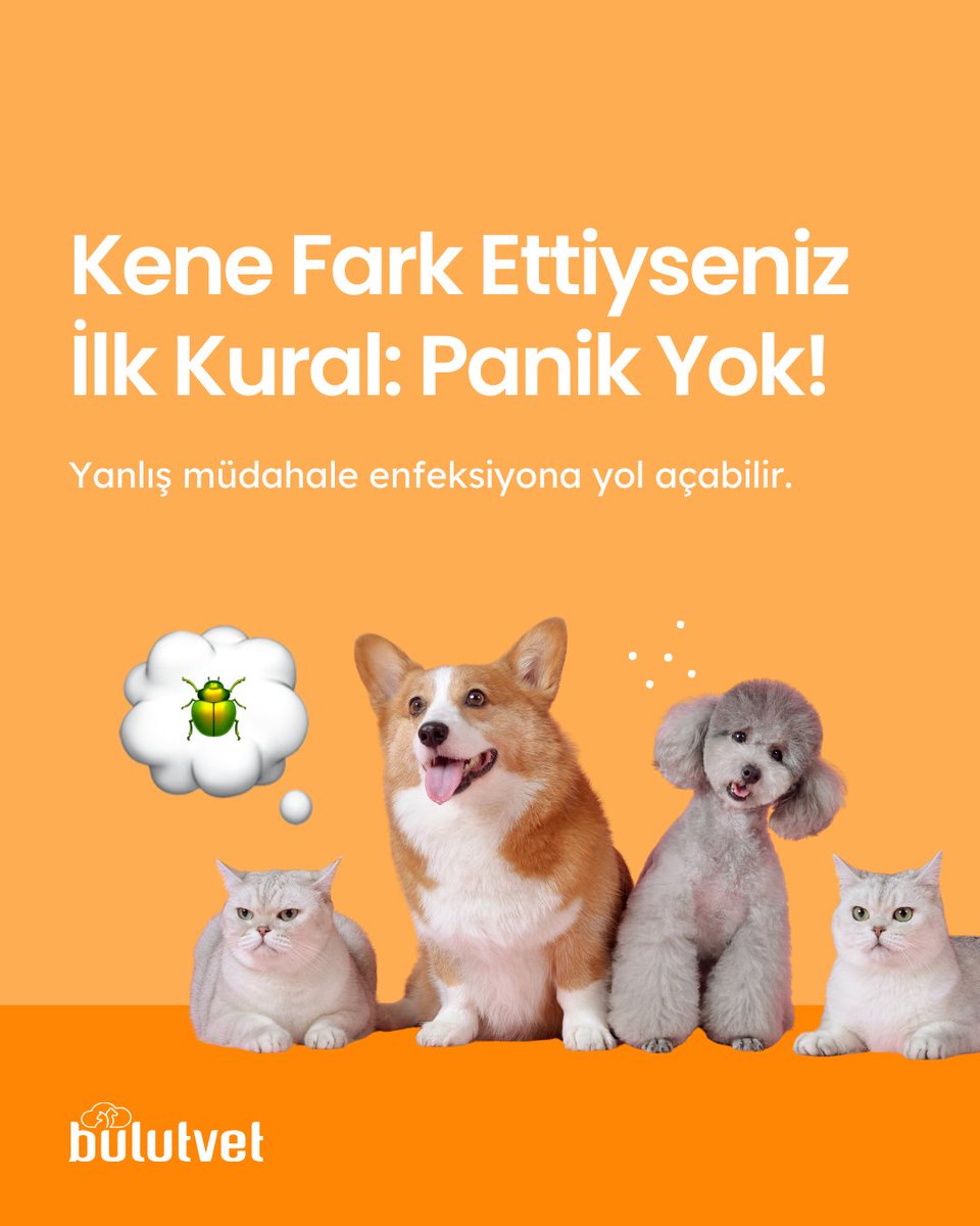BulutVet's tweet photo. Patili dostunuza kene yapıştıysa ne yapmanız gereken ilk şey paniğe kapılmamak. Keneyi kendiniz çıkarabileceğiniz gibi emin olmak için veteriner hekiminize başvurabilirsiniz. 

#Bulutvet #VeterinerTakipProgramı https://t.co/CLFZ0M6HOT