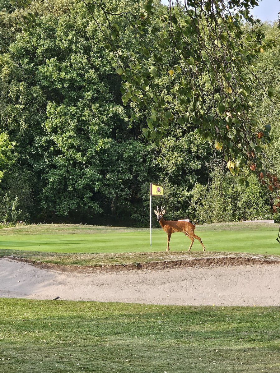 K33NDOG's tweet photo. @golfcourses101 https://t.co/RVCQwIkYsL