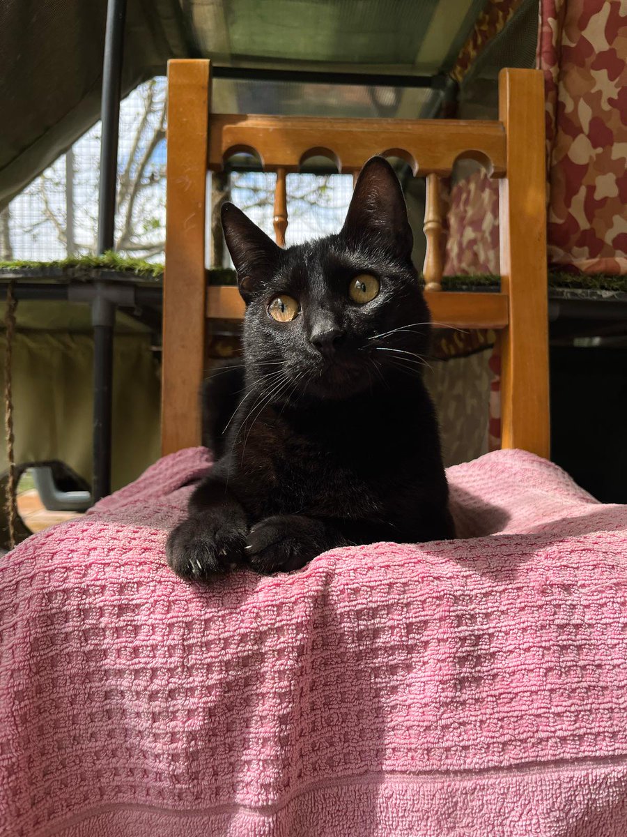 El Refugio - Escuela MARLENE (@refugioescuela) on Twitter photo #CHOCO
Choco es un gato excepcional, muy sociable y cariñoso con humanos. Parece un motorcito lo coges y empieza a ronronear. Para #ACOGER o #ADOPTAR a Choco ⬇️⬇️⬇️⬇️
📩 gatos@elrefugioescuela.com
🌐 elrefugioescuela.com/el-gatito-choco
#pasionporhacerlosfelices #adopta #CHOCO
Choco es un gato excepcional, muy sociable y cariñoso con humanos. Parece un motorcito lo coges y empieza a ronronear. Para #ACOGER o #ADOPTAR a Choco ⬇️⬇️⬇️⬇️
📩 gatos@elrefugioescuela.com
🌐 elrefugioescuela.com/el-gatito-choco
#pasionporhacerlosfelices #adopta