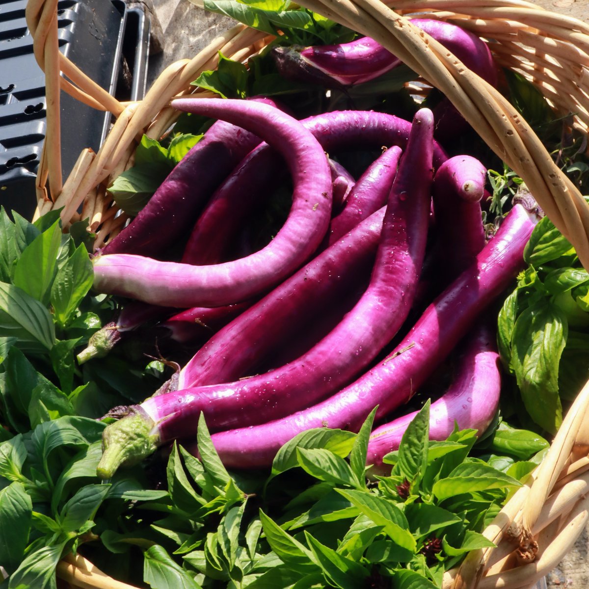 KitchenGardensX's tweet photo. Chinese Eggplant are such a delight to grow. And they are tender and sweet, so they are easy to cook with. 

These plants have a ton of little eggplants on them under the leaves. It's only 2 plants but they have taken over.

How are your eggplants coming along? https://t.co/XdX2vKw5uC