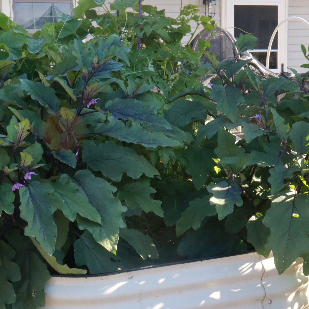 KitchenGardensX's tweet photo. Chinese Eggplant are such a delight to grow. And they are tender and sweet, so they are easy to cook with. 

These plants have a ton of little eggplants on them under the leaves. It's only 2 plants but they have taken over.

How are your eggplants coming along? https://t.co/XdX2vKw5uC