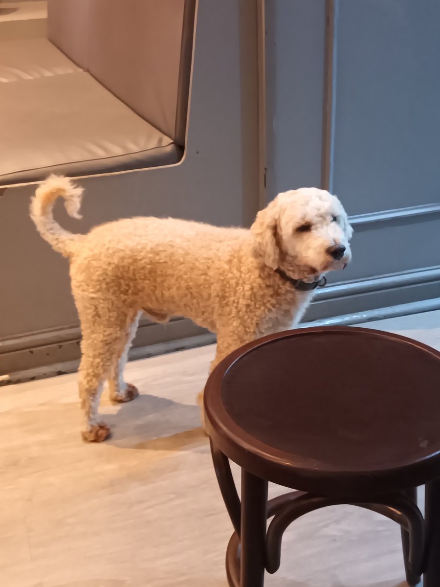 geofftheninth's tweet photo. @Tinabobagain #Ralphy on patrol
#pubdog https://t.co/10hpCofX4n