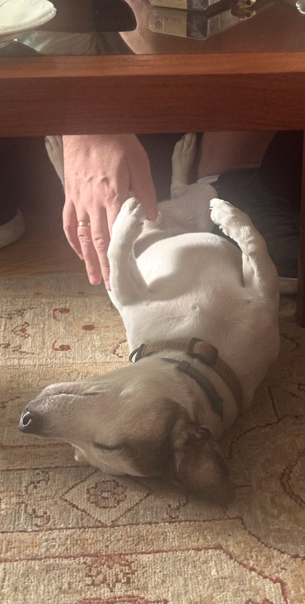 Popodnevna “dremka” uz malo češkanja, prava uživancija.