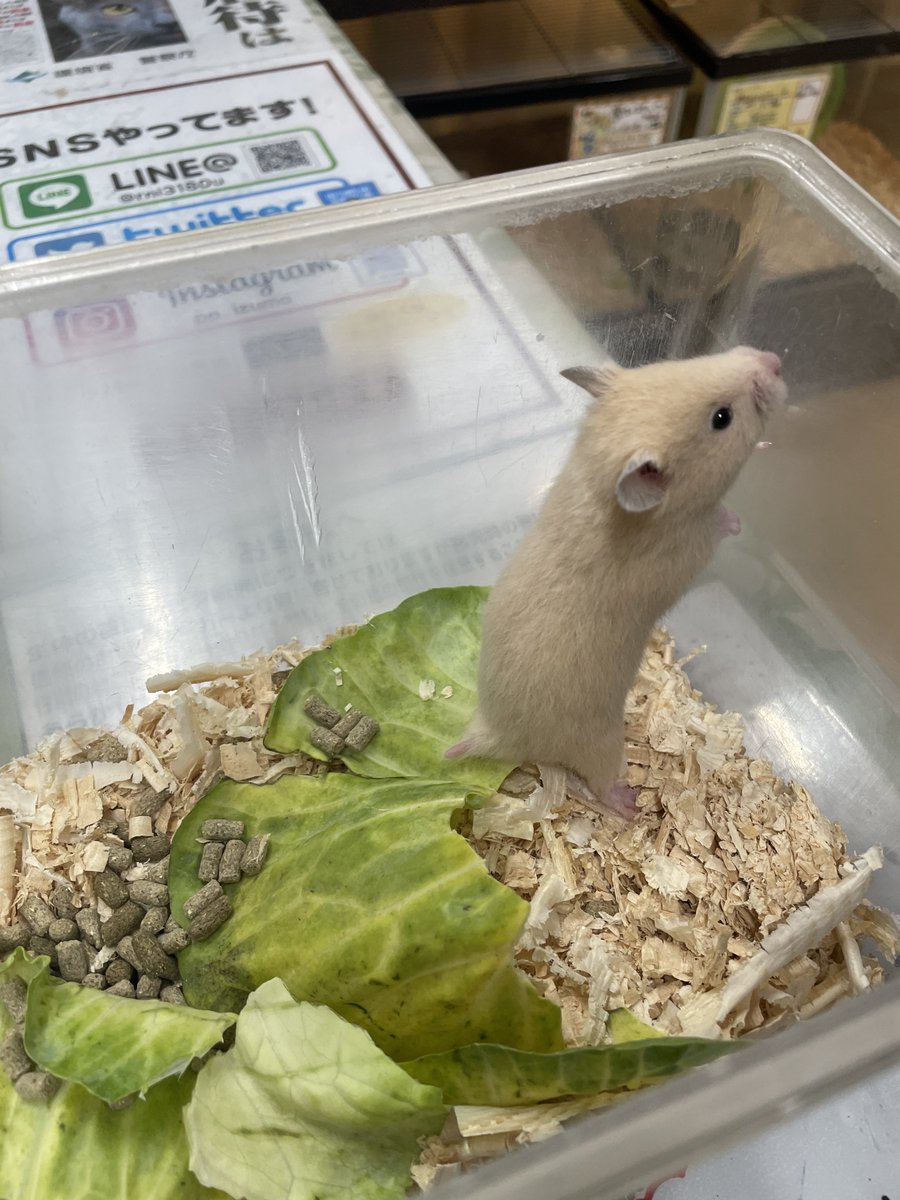 ♡くるみ♡ ChumToto って知ってる？ 瀬﨑くるみ(@sezaki_kurumi