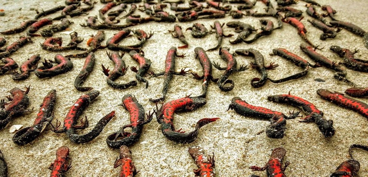 🐾 Fighting for life: How #Russia’s #war threatens to wipe out rare species

For the first time, <a href="/IUCN/">IUCN</a> has officially recognized military action in #Ukraine as an extinction risk factor. How serious is the threat to Ukraine’s rare species? 

uwecworkgroup.info/fighting-for-l…