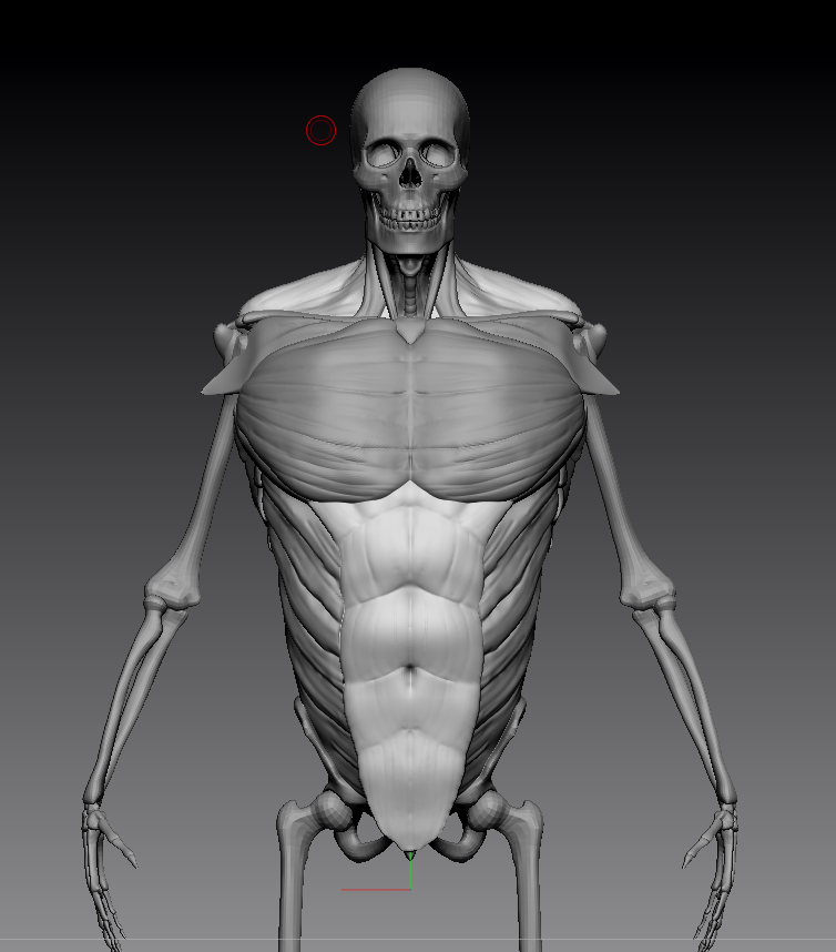more modelling stuff I made 5 different skulls :,)

we're moving on to anatomy now and it's so bad here I fixed a lot of it after I took this screenshot.
 
anyways more info about it- it's a 10am - 5pm school system, like 2-3 years crammed into 1 year 

so I'm busy every day 😭