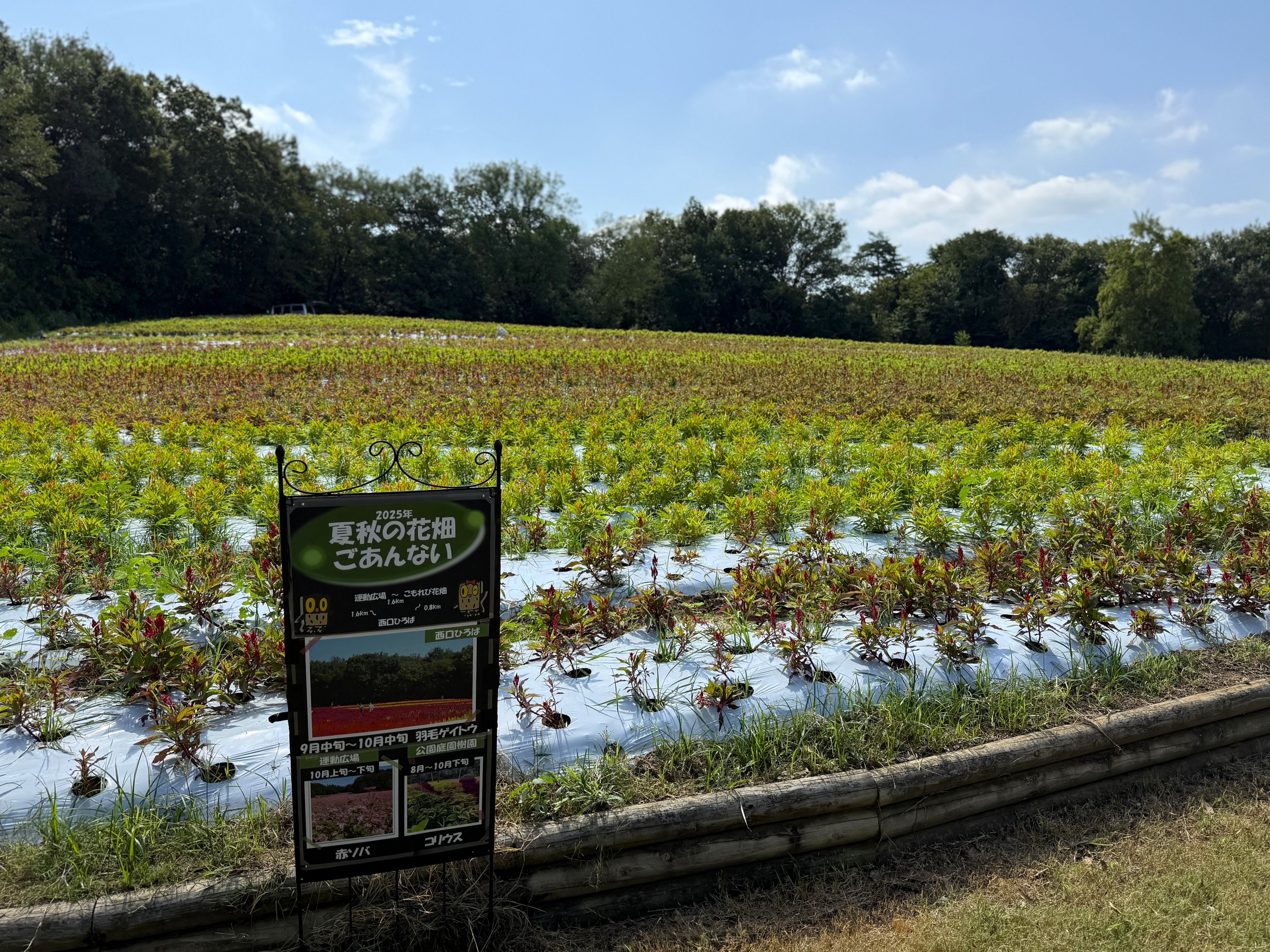 国営武蔵丘陵森林公園 on X: 